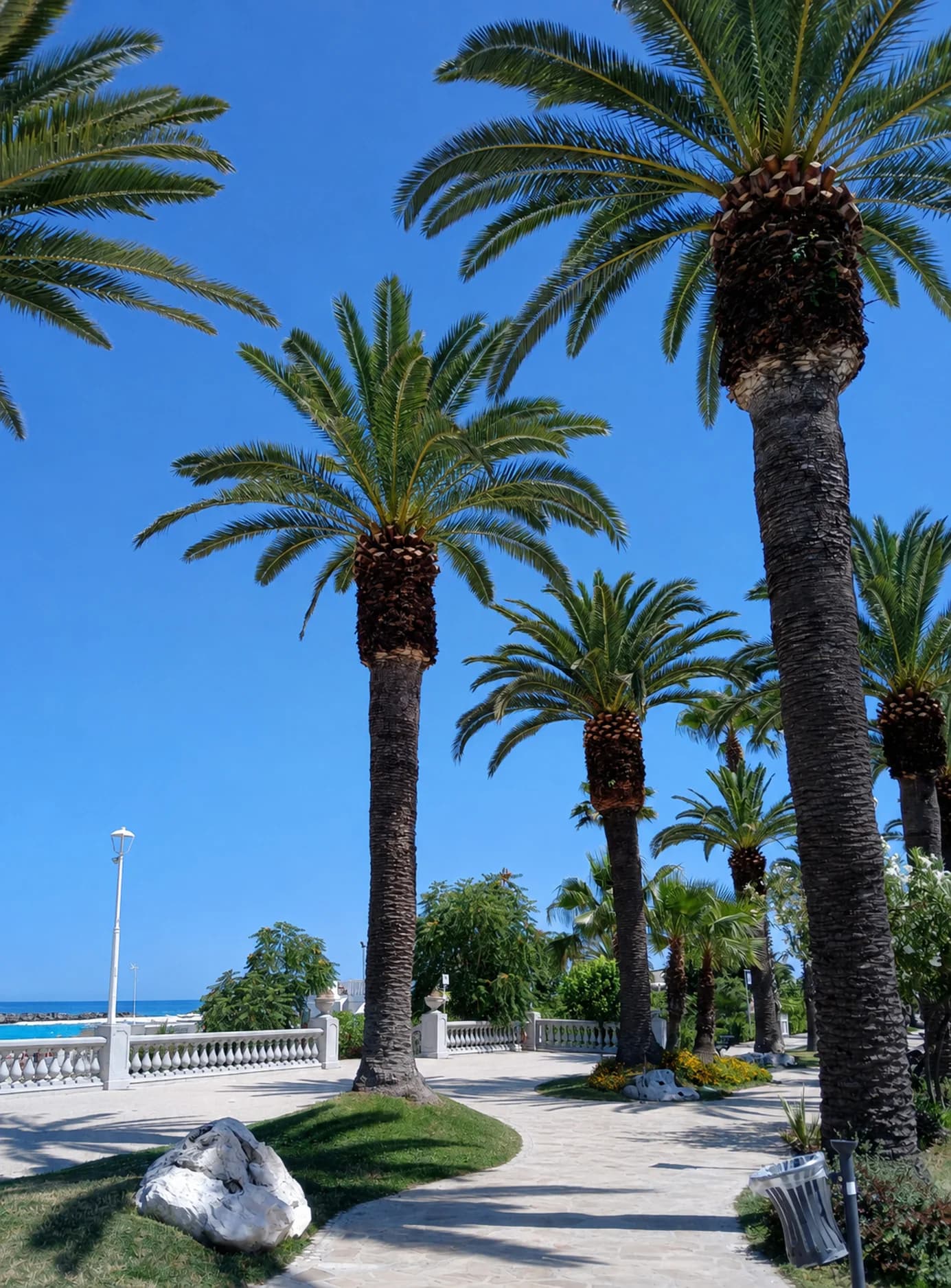 Palmen an der Promenade von San Benedetto del Tronto unter blauem Himmel